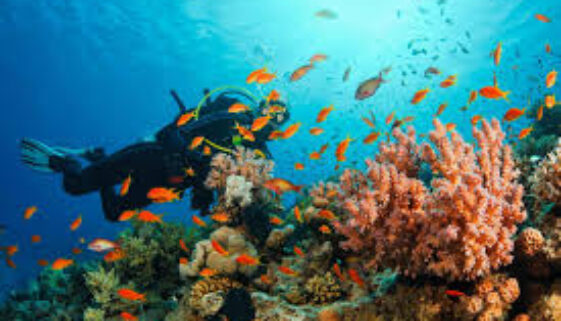 Best Snorkeling in Musandam