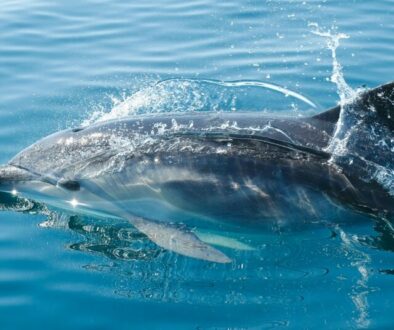Dolphin watching in khasab