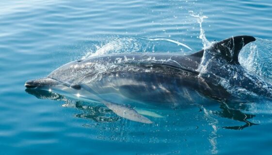 Dolphin watching in khasab