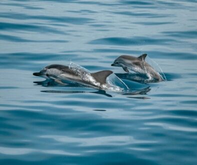 Dolphin watching in khasab